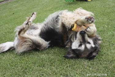 How to Tell If a Female Dog Has Been Spayed: Key Signs and Tips