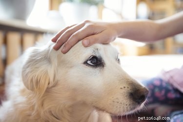 How to Tell If a Female Dog Has Been Spayed: Key Signs and Tips