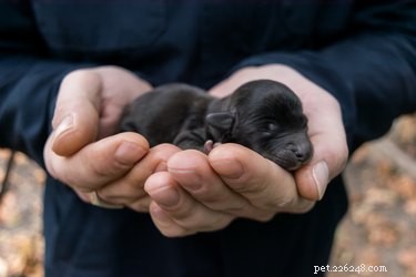 When and How Puppies  Eyes and Ears Open: A Parent s Guide