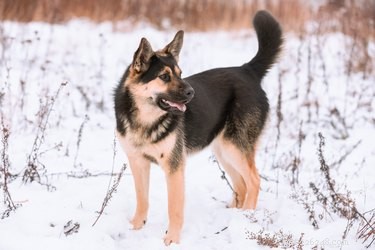 How to Keep Your Dog Cozy This Winter: Simple Dog House Tips