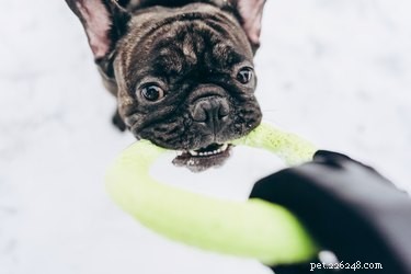 How to Keep Your Dog Cozy This Winter: Simple Dog House Tips