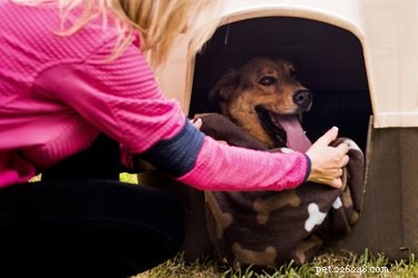 Keep Your Dog Warm and Safe in Winter: Expert Tips