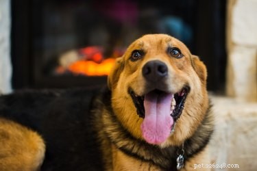Keep Your Dog Warm and Safe in Winter: Expert Tips