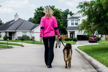 Keep Your Dog Warm and Safe in Winter: Expert Tips
