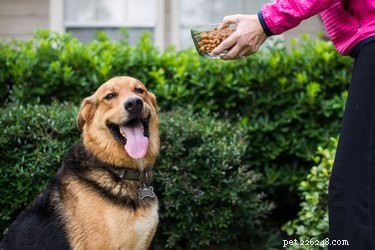 Keep Your Dog Warm and Safe in Winter: Expert Tips