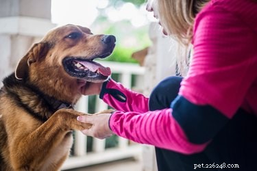 Keep Your Dog Warm and Safe in Winter: Expert Tips