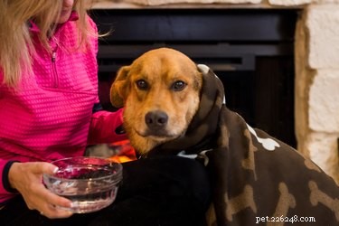 Keep Your Dog Warm and Safe in Winter: Expert Tips