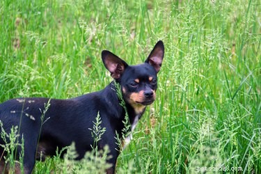 Safe & Simple: Cleaning Your Dog’s Ears with a Vinegar‑Water Solution