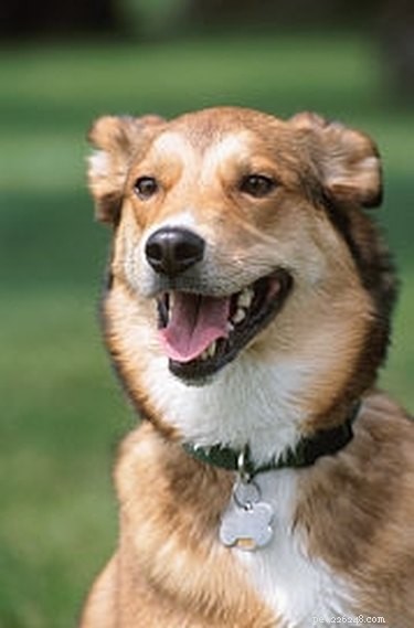 Complete Guide to Eradicating House Fleas—Safe, Effective, Lasting Results