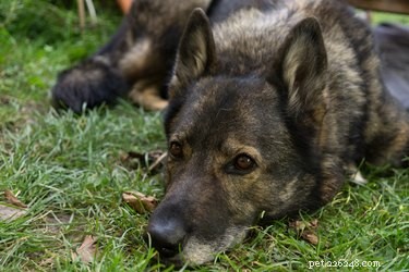 Effective Solutions for Dry, Itchy Skin in German Shepherds