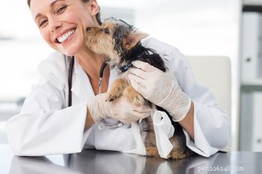 Managing Sleep Incontinence in Dogs: Vet Tips & Care