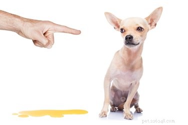 Caring for an Incontinent Dog: Practical Tips & Essentials