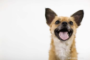 Essential Guide to Safely Treating Excessive Panting in Dogs