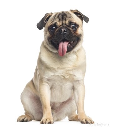 When a Dog’s Panting Signals Trouble: How to Spot Red Flags