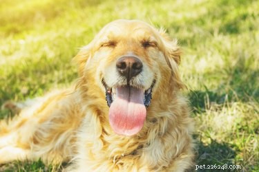 When a Dog’s Panting Signals Trouble: How to Spot Red Flags