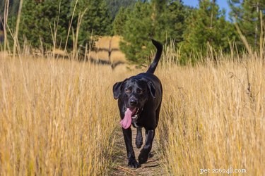 When a Dog’s Panting Signals Trouble: How to Spot Red Flags