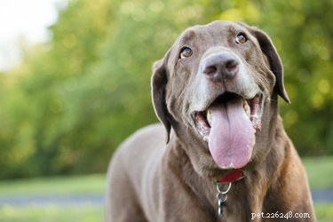 When a Dog’s Panting Signals Trouble: How to Spot Red Flags