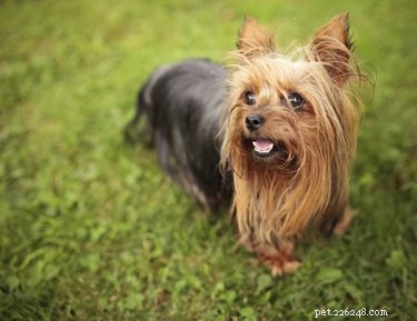 How to Determine the Ideal Weight for Your Yorkshire Terrier