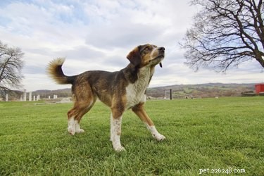 Effective Strategies to Treat Canine Panic Attacks: Medication & Behavior Modification