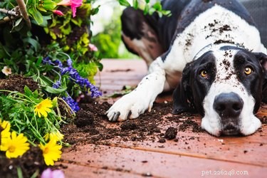 Effective Strategies to Treat Canine Panic Attacks: Medication & Behavior Modification