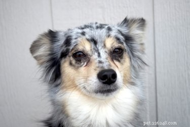 Effective Home Care for Dog Hives: Quick Relief & Prevention Tips