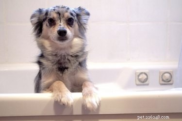 Effective Home Care for Dog Hives: Quick Relief & Prevention Tips