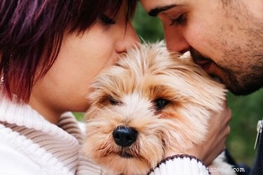 Treating Dog Lick Sores: Causes, Prevention, and Vet Care