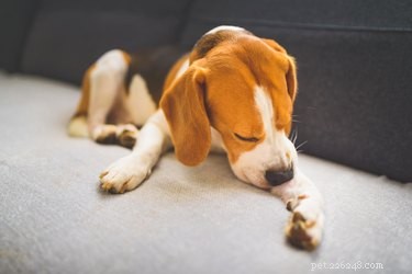 Effective Home Remedies to Eliminate Fleas and Mites from Your Living Space