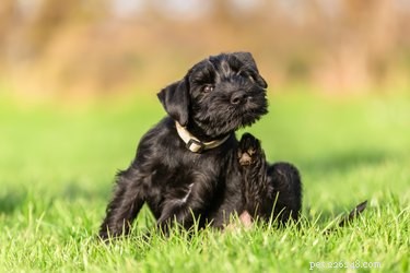 Effective Home Remedies to Eliminate Fleas and Mites from Your Living Space