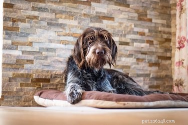 Effective Home Remedies to Eliminate Fleas and Mites from Your Living Space