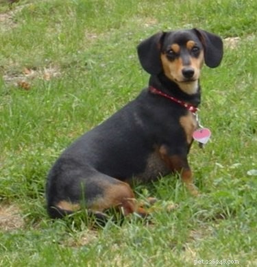 Comprehensive Guide to Treating Back Problems in Dogs