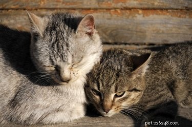 Effective Human Flea Treatment: Tips & Home Remedies