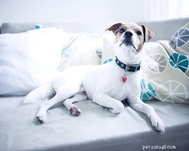 Recognizing Reverse Sneezing in Dogs: Symptoms & What to Do