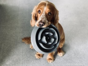 Natural Ways to Support Your Dog’s Digestive Health