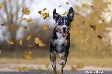 Natural Ways to Support Your Dog’s Digestive Health