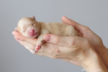 Guidelines for Assisting a Puppy Birth When the Amniotic Sac Has Ruptured