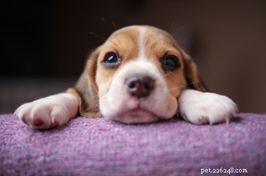 Effective Puppy Deworming: A Step-by-Step Guide