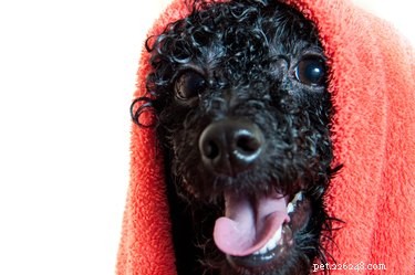 How to Safely Bathe a Pregnant Dog