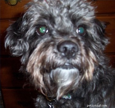 Comprehensive Guide to Caring for Your Schnoodle: Nutrition, Grooming & Health Tips