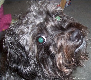 Comprehensive Guide to Caring for Your Schnoodle: Nutrition, Grooming & Health Tips