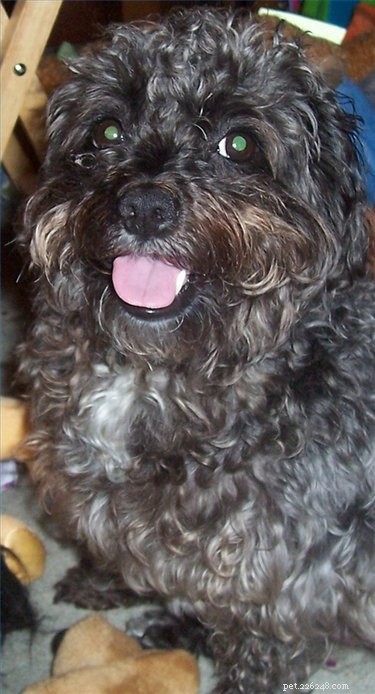 Comprehensive Guide to Caring for Your Schnoodle: Nutrition, Grooming & Health Tips