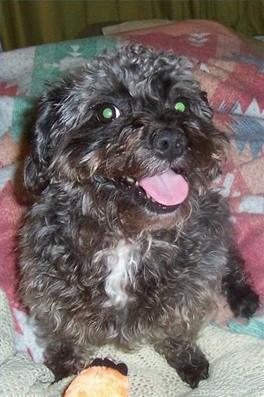 Comprehensive Guide to Caring for Your Schnoodle: Nutrition, Grooming & Health Tips