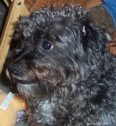 Comprehensive Guide to Caring for Your Schnoodle: Nutrition, Grooming & Health Tips