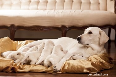 How to Detect Pregnancy in Your Dog: Signs, Timing, and Care Tips