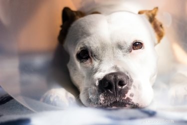 Essential Post‑Surgery Care Guide for Dogs