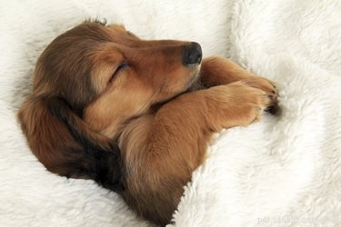 DIY Bellybands for Male Dogs: A Step-by-Step Guide