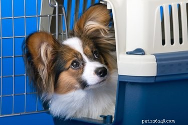 Expert Guide: How to Clean Your Dog Crate for Hygiene and Comfort
