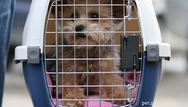 Expert Guide: How to Clean Your Dog Crate for Hygiene and Comfort