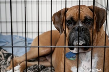 Expert Guide: How to Clean Your Dog Crate for Hygiene and Comfort