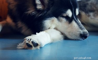 Secure Dog Paw Bandaging: How to Wrap So It Stays On